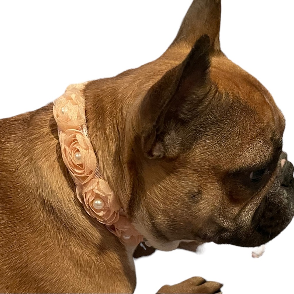 Spring Fling Collar - Picture 3 of 6